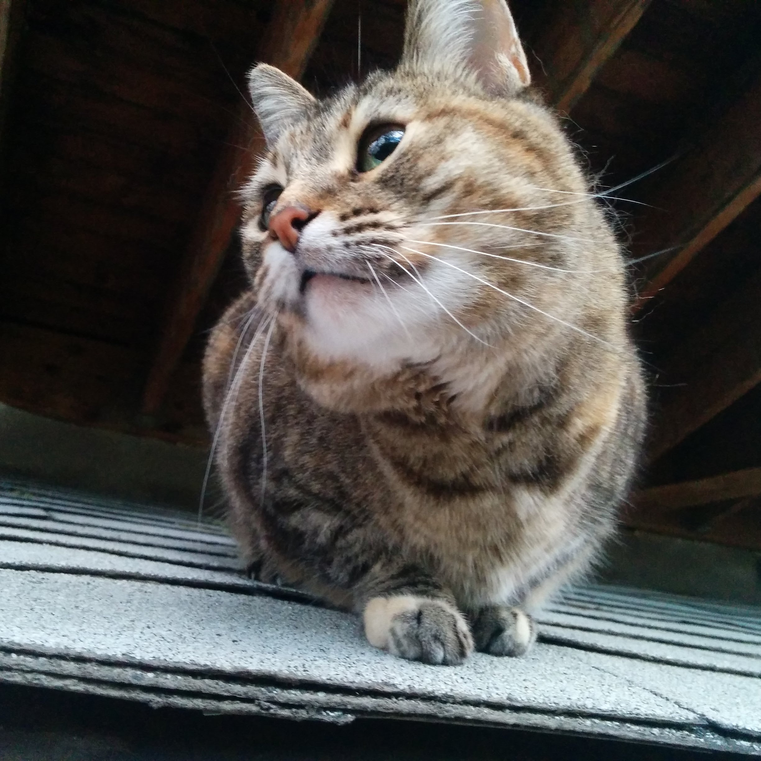 Bossy Girl, looking into distance